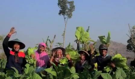 perubahan musim terantisipasi, petani tembakau  Ponorogo mulai panen  