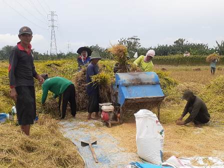 Jemono, sedang  memanen padinya dan siap tanam ulang pada musim penghujan ini. 