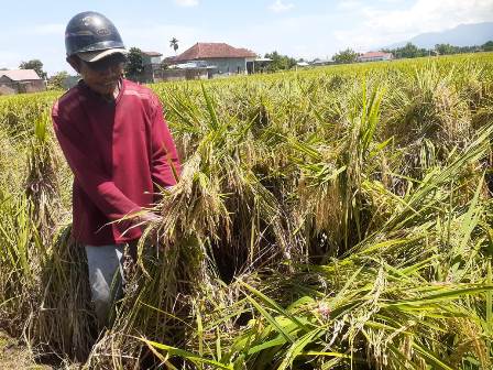 Seorang petani sedang mencoba mendirikan kembali padinya yang roboh akibat hujan angin