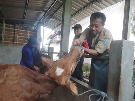 Sutik Tobroni , Petugas Paramedis Veteriner Bidang Peternakan Ponorogo sedang melakukan pengecekanan ksehatan mulud dan kuku  pada sapi milik peternak binaannya, Selasa (10/05/2022)
