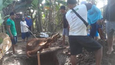 Photo of Terkendala Administrasi Pemohon, Dana Bantuan Penguburan Ternak Urung Disalurkan