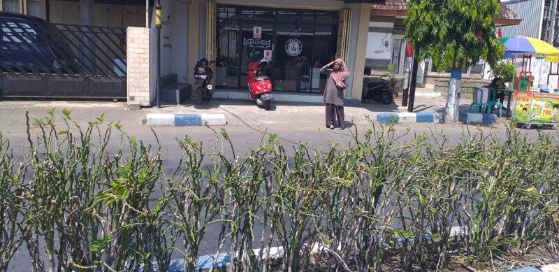 Rusak : Kondisi tanaman di median Jalan Bathoro Katong rusak, setelah terjadi kerumunan massa pada Jumat (29/07/2022).