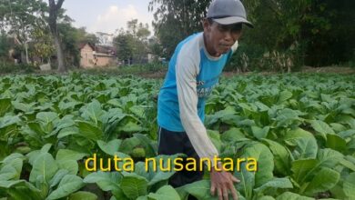 Photo of Kemarau Basah,  50% Petani Tembakau Beralih Ke Palawija