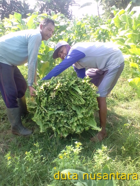 Petani tembakau di Ponorogo mulai memasuki masa panen 