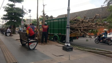 Photo of Dinas Lingkungan Hidup Ponorogo Ganti Pohon Pule Yang Mati