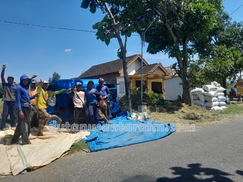 Surplus gabah  Ponorogo sampai akhir  Desember dipastikan masih mengalami peningkatan, Selasa (13/12/2022)  