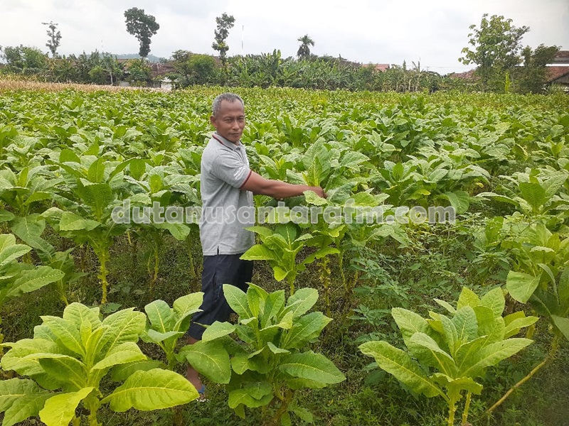 Petani tembakau akan ikuti gelar temu petani bersama Kang Bupati Ponorogo Sugiri Sancoko pada Selasa (13/12/2022)  
