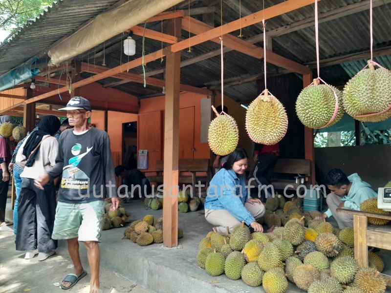 Anda bisa menikmati berbagai jenis  durian di Ngebel berdasarkan dusunnya, Rabu ( 25/01/2023)   