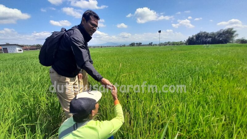 Warni, koordinator POPT  Dispertahankan Ponorogo  saat mengecek langsung tanaman padi yang terserang Hama Xantomonas di Kecamatan Babadan, Selasa ( 27/06/2023) 