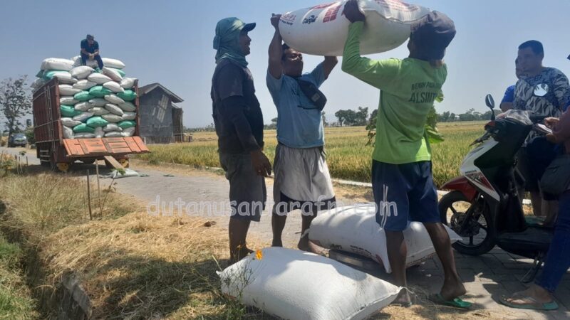 Panen raya padi di Ponorogo , petani nikmati harga tinggi hingga Rp.710 ribu/ku, Senin (28/08/2023)  