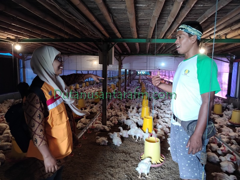 Suhari Donan mantan pekerja Migran eksis beternak ayam potong, Minggu (17/03/2024) 