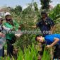 Gerakan penanam  pohon Asam kembalikan ikon nama Lingkungan Asem Mlancing Dusun Malang Desa Lembah Kecamatan Babadan  , Minggu ( 08/09/2024) 